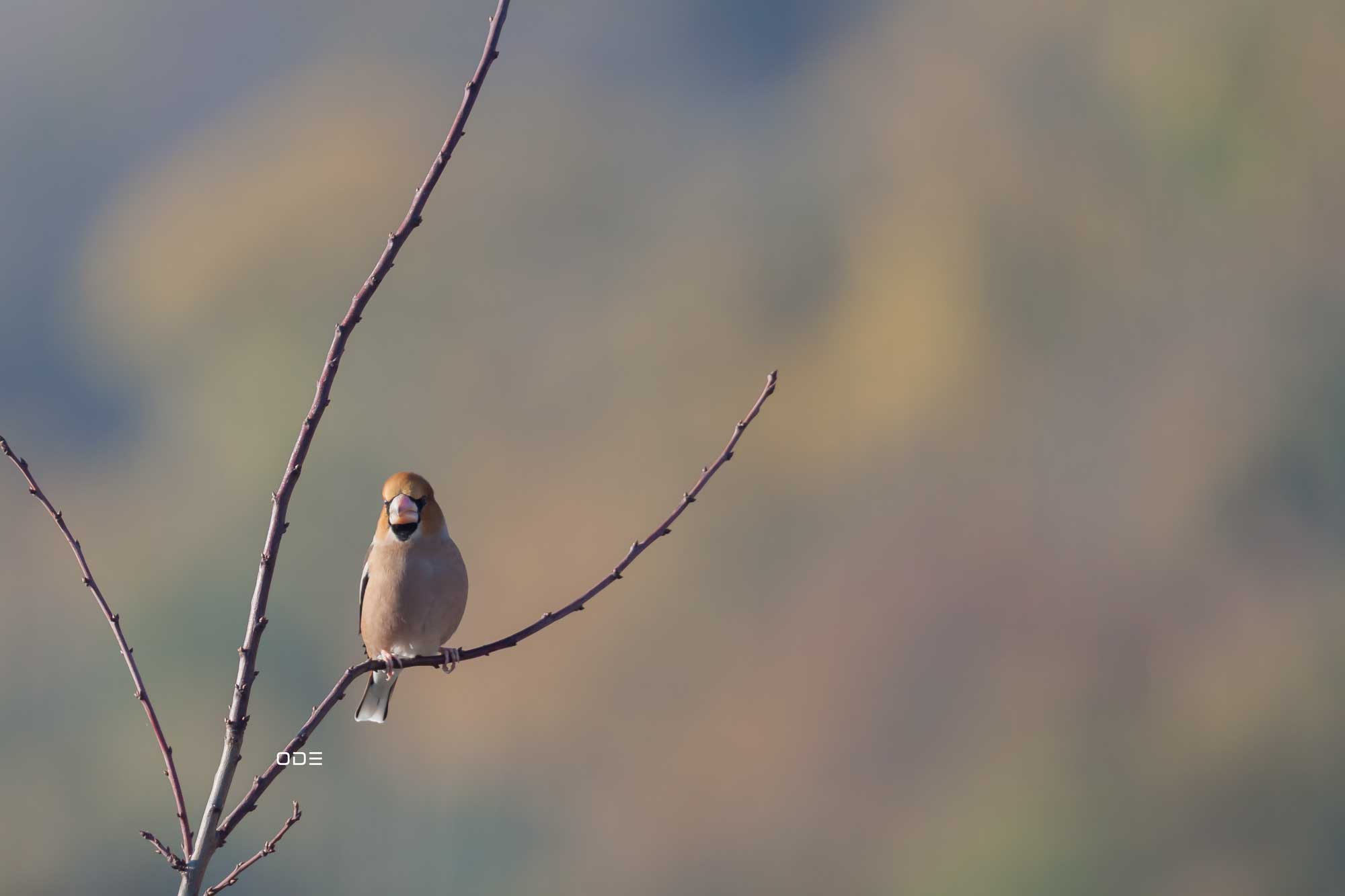 Grosbec Casse-noyau oiseau pinson hiver jardin