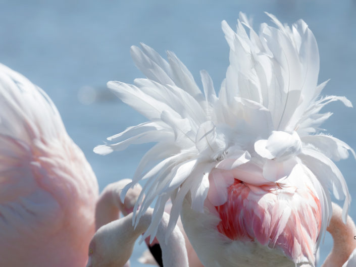 Les plumes des flamants roses de Camargue